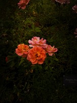 an orange and yellow rose